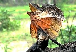 Click for Information on the Frilled Neck Lizard