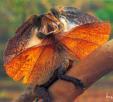 Click for Information on the Frilled Neck Lizard