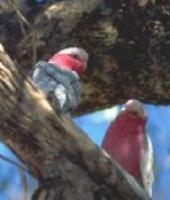 Click for Information on the Galah