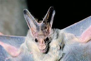 Click for Information on the Ghost Bat