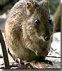Click for Information on Gilberts Potoroo
