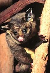 Click for Information on the Yellow-bellied Glider