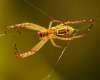 Click for Information on the Golden Orb Spider