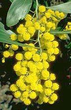 Click for Information on the Golden Wattle (Acacia pycnantha)