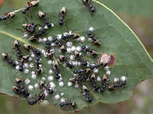 Click for Information on Golden Back Ants