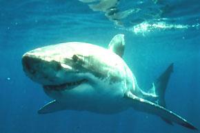 Click for Information on the Great White Shark