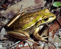 Click for Information on the Green and Golden Bell Frog