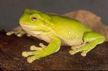 Click for Information on the Green Tree Frog