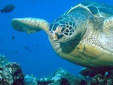 Click for Information on the Green Sea Turtle