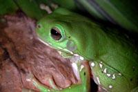 Click for Information on the Green Tree Frog