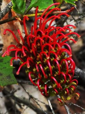 Grevillea