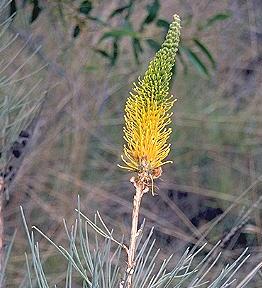 Click for Information on the Yellow Flame Grevillea [Grevillea eriostachya]