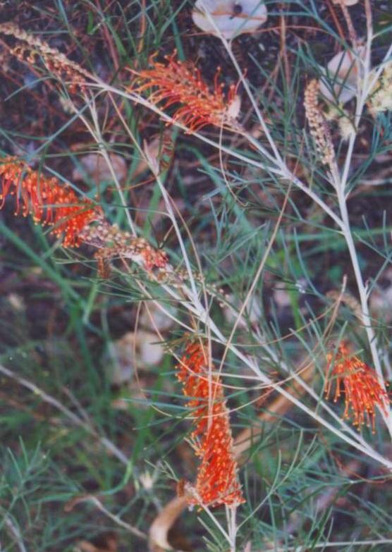 Grevillea Hookeriana