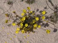 Click for Information on the Guinea Flower [Hibbertia scandens]