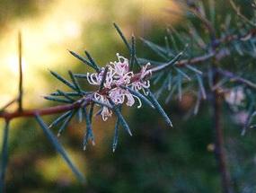 Click for Information on the Silky Hakea [Hakea Sericea]