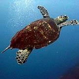 Hawksbill Turtle