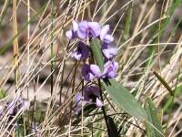 Click for Information on the Devil's Pins [Hovea pungens]