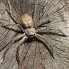 Huntsman