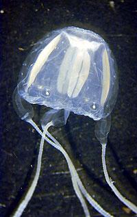 Click for Information on the Irukandji Jellyfish