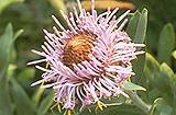 Click for Information on the Isopogon latifolius