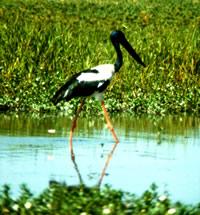 Click for Information on the Jabiru