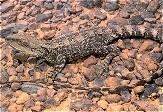 Jacky Lizard