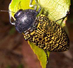 Click for Information on the Jewel Beetle