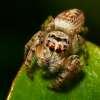 Click for Information on the Jumping Spider