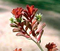 Click for Information on the Kangaroo Paw (Anigozanthos manglesii)