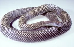Click for Information on the King Brown Snake