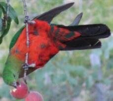 Click for Information on the King Parrot