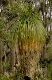 Click for Information on the Grass Tree [Kingia australis]