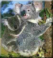 Click for Information on the Koala