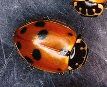 Click for Information on the Ladybird