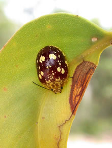 Click for Information on the Leaf Beetle
