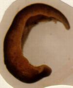Click for Information on the Leech