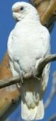 Click for Information on the Little Corella