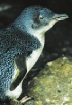 Click for Information on the Little Penguin