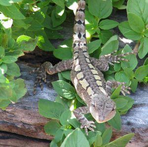 Lizard