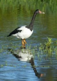 Click for Information on the Magpie Goose