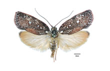 Click for Information on the Mallee Moth