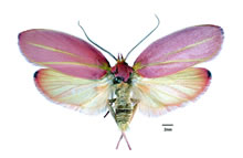 Click for Information on the Mallee Moth
