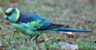 Mallee Ringneck
