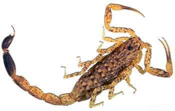 Click for Information on the Little Marbled Scorpion