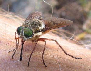March Fly