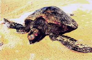 Marine Turtle
