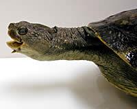 Mary River Turtle