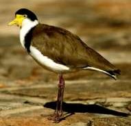 Click for Information on the Masked Lapwing
