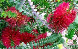 Click for Information on the Granite Honey Myrtle [Melaleuca Elliptica]