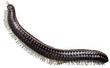 Click for Information on the Millipede